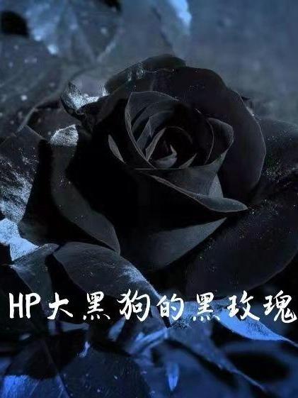 HP大黑狗的黑玫瑰